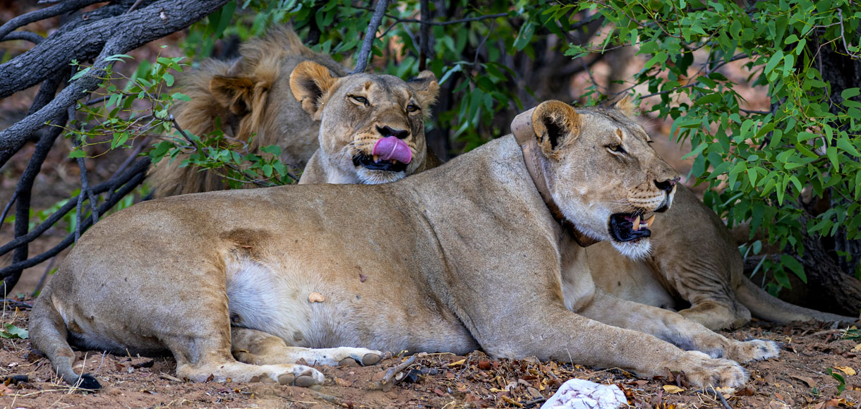 lions-in-uganda